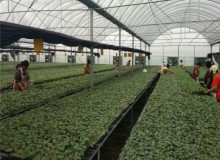蔬菜大棚怎么进行竹棚建造？