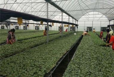 蔬菜大棚怎么进行竹棚建造？